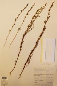 herbarium sheet of NY 529411